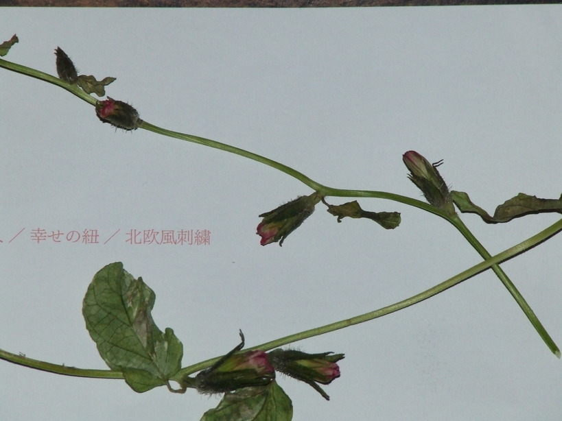 �΂��L�@��z�P�[�u���e���r��