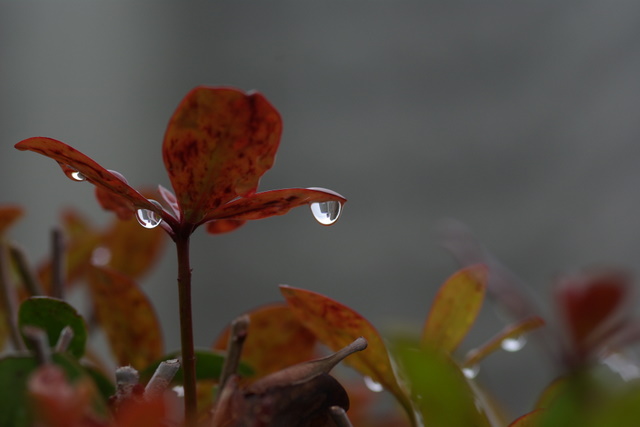 �΂��L�@��z�P�[�u���e���r��