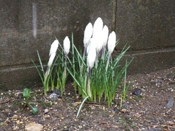 �΂��L�@��z�P�[�u���e���r��