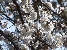 �΂��L�@��z�P�[�u���e���r��