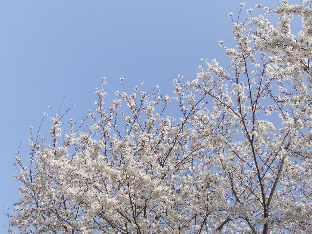 �΂��L�@��z�P�[�u���e���r��