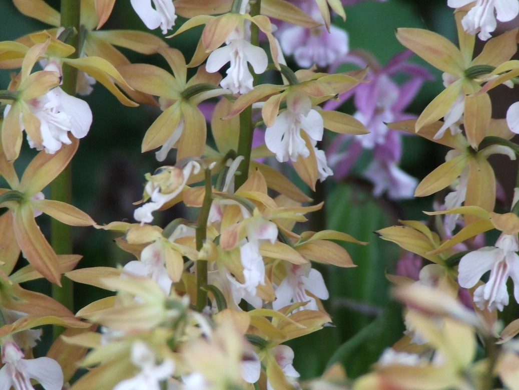 �΂��L�@��z�P�[�u���e���r��