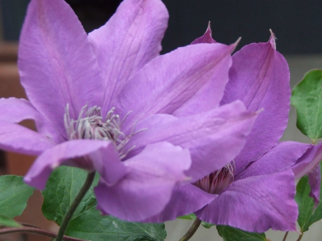 �΂��L�@��z�P�[�u���e���r��