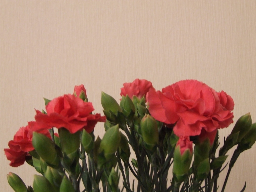 �΂��L�@��z�P�[�u���e���r��