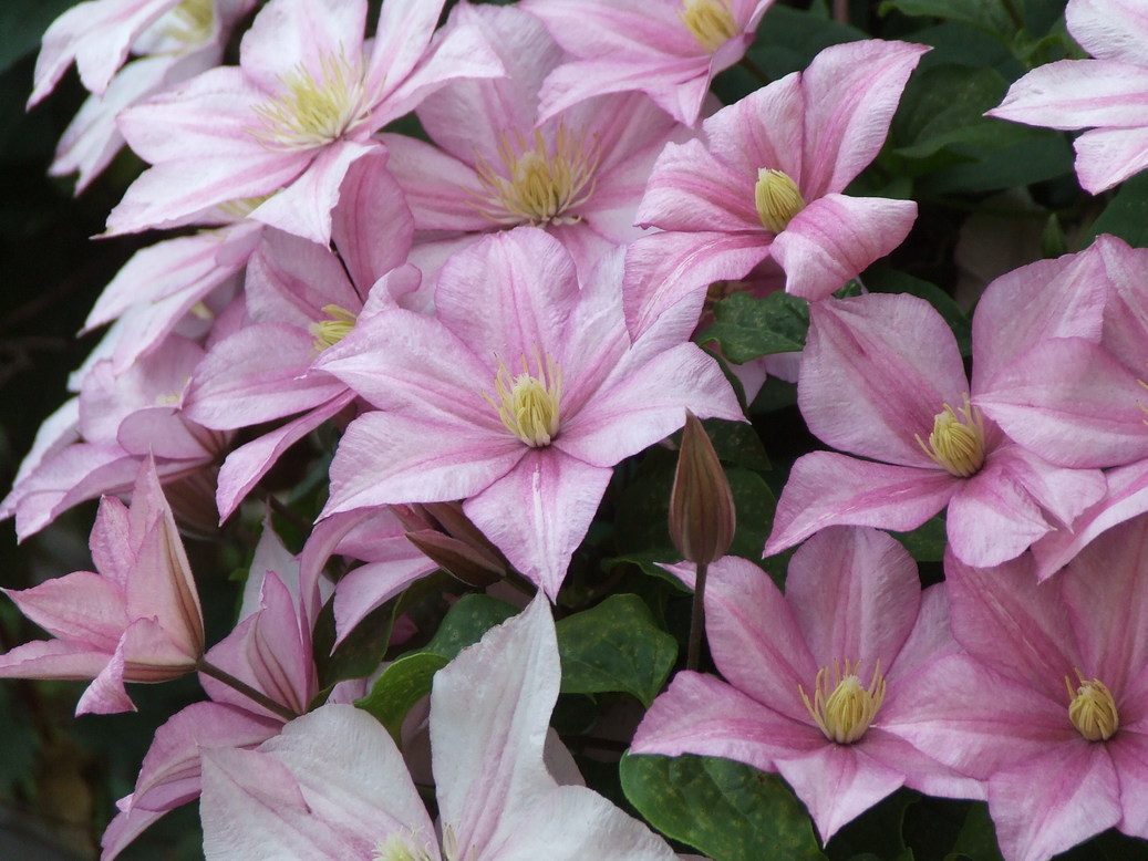 �΂��L�@��z�P�[�u���e���r��