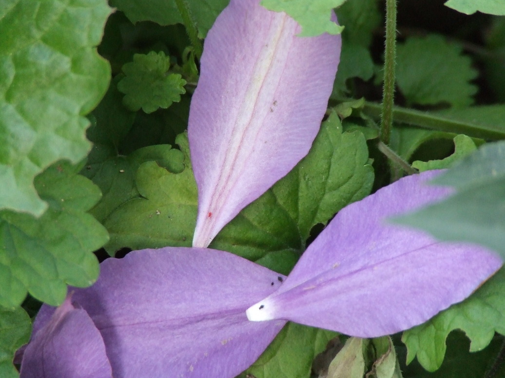 �΂��L�@��z�P�[�u���e���r��