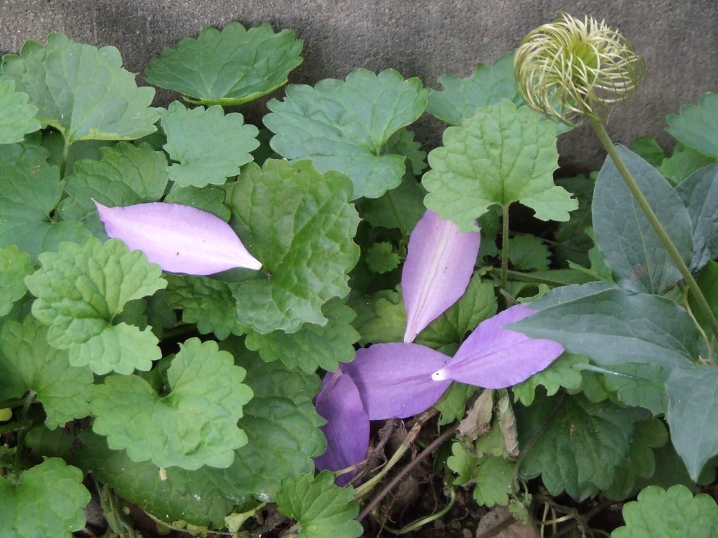 �΂��L�@��z�P�[�u���e���r��