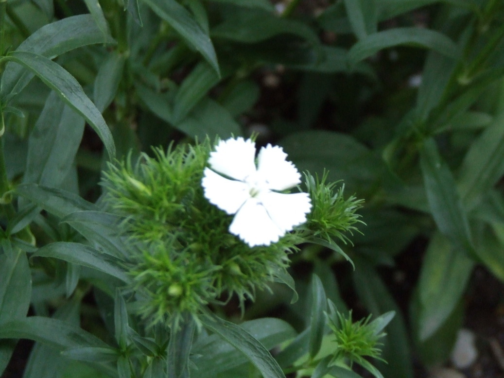 �΂��L�@��z�P�[�u���e���r��