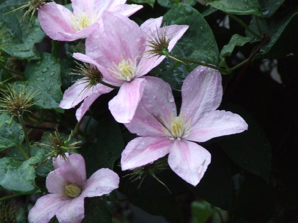 �΂��L�@��z�P�[�u���e���r��