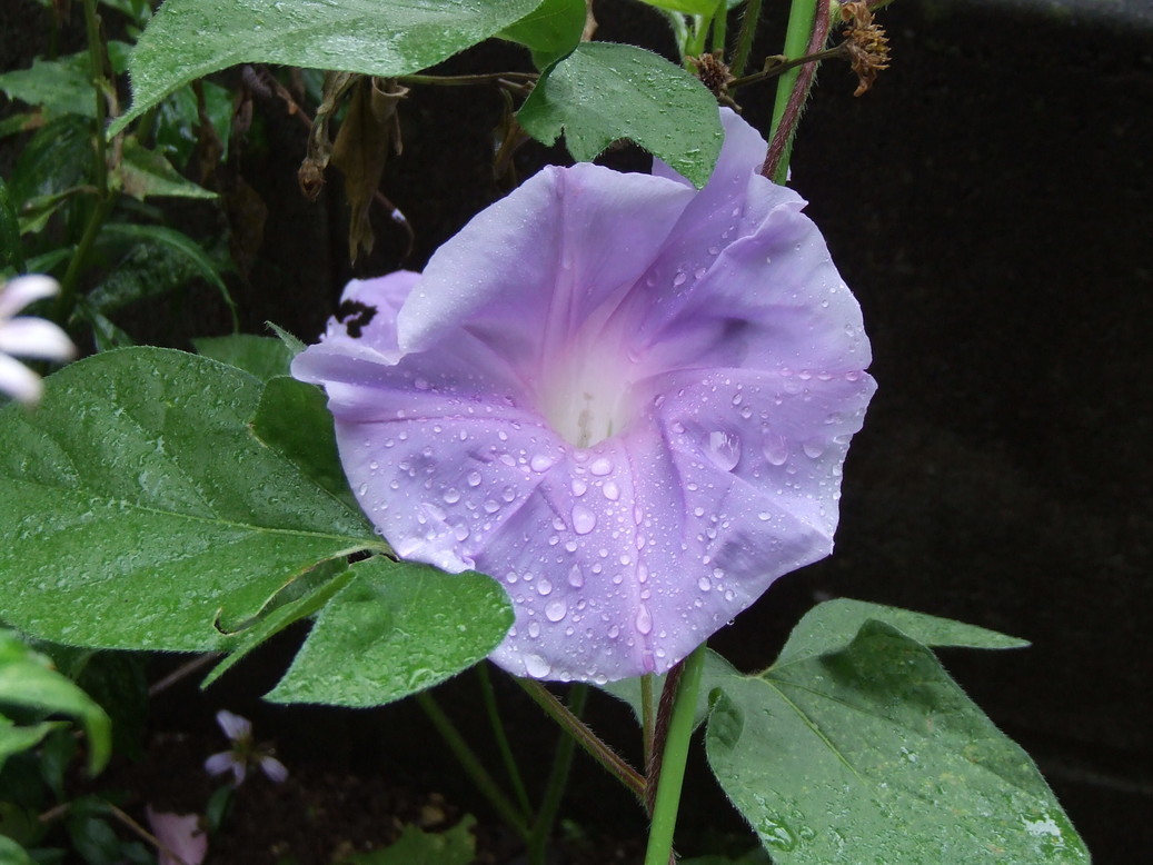 �΂��L�@��z�P�[�u���e���r��