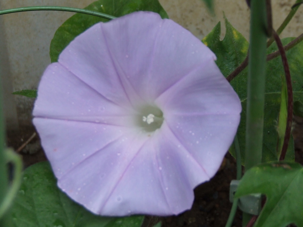 �΂��L�@��z�P�[�u���e���r��