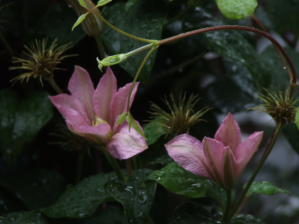 �΂��L�@��z�P�[�u���e���r��