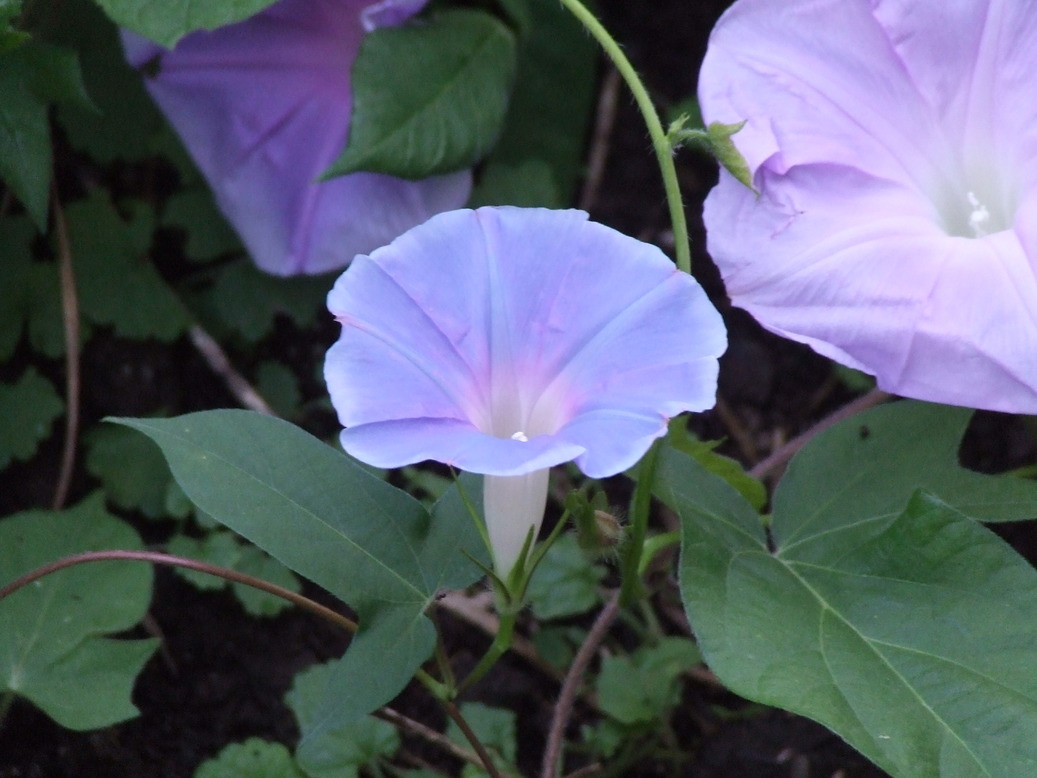 �΂��L�@��z�P�[�u���e���r��