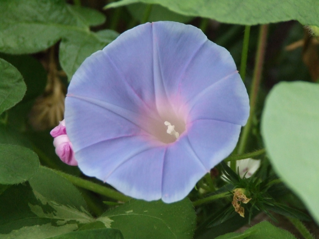 �΂��L�@��z�P�[�u���e���r��