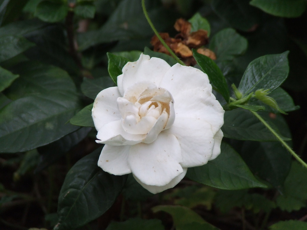 �΂��L�@��z�P�[�u���e���r��