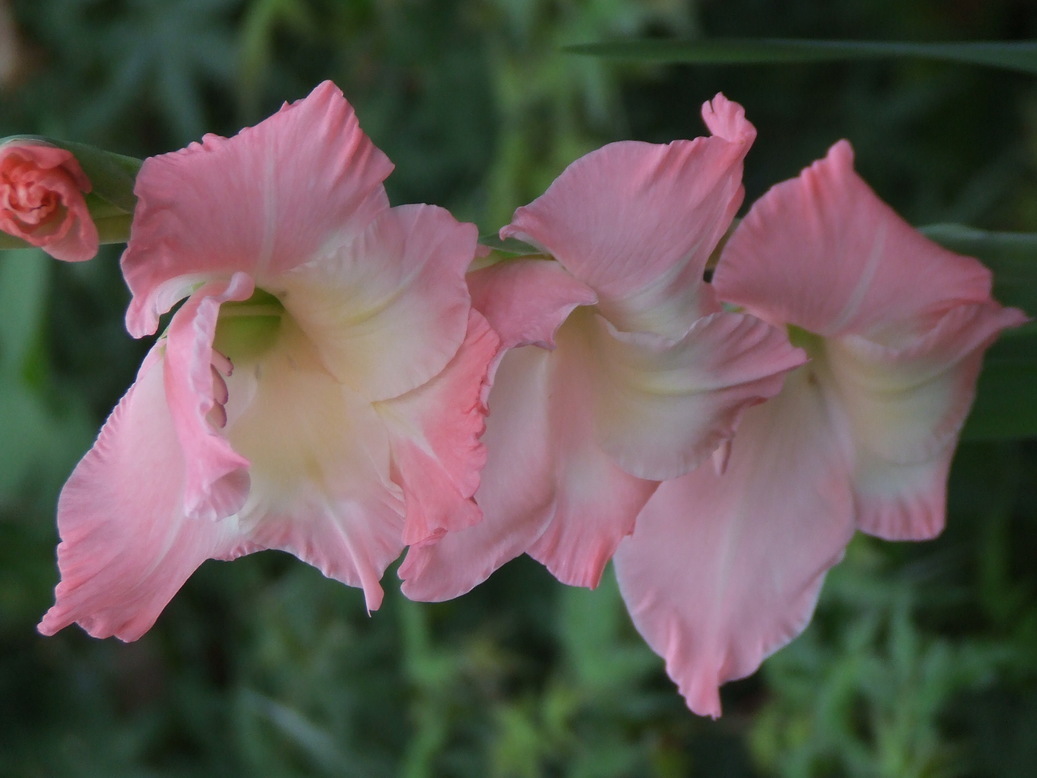 �΂��L�@��z�P�[�u���e���r��