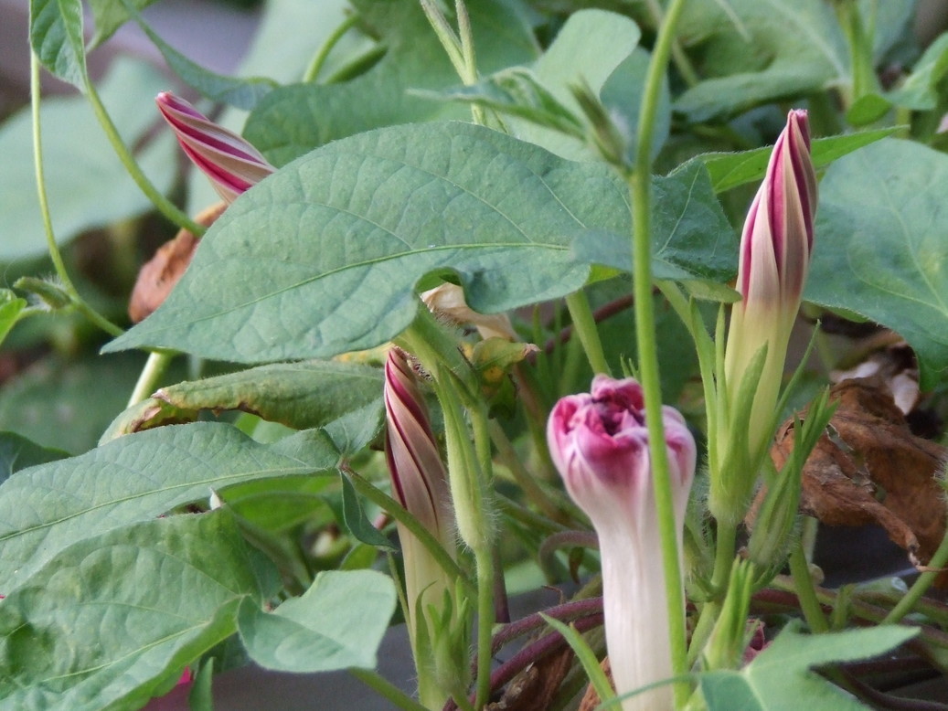 �΂��L�@��z�P�[�u���e���r��