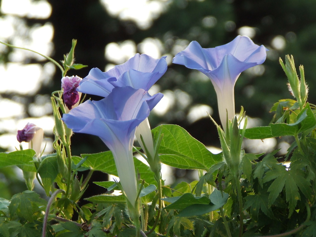 �΂��L�@��z�P�[�u���e���r��