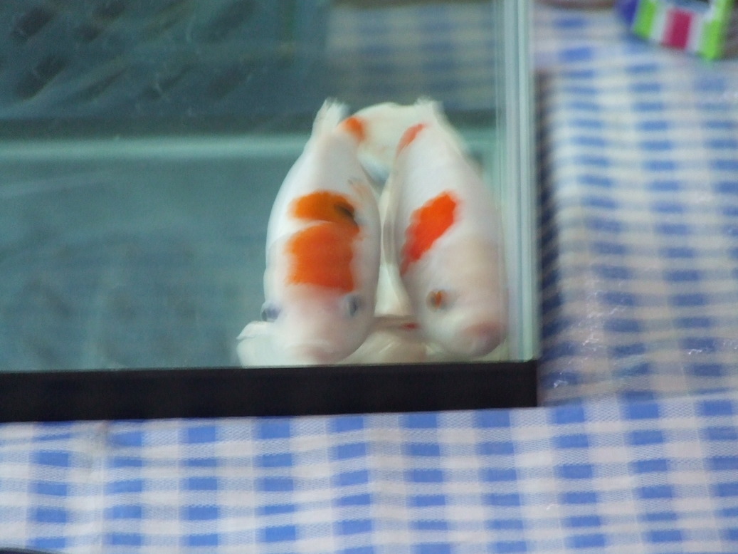 �΂��L�@��z�P�[�u���e���r��