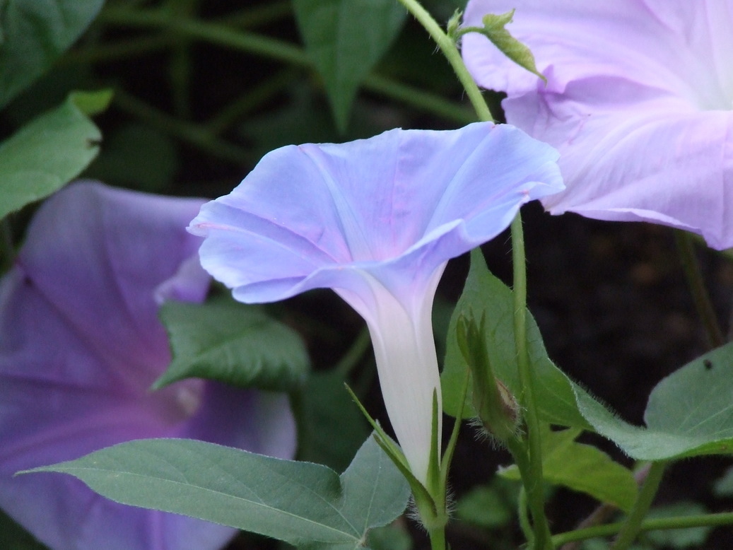 �΂��L�@��z�P�[�u���e���r��