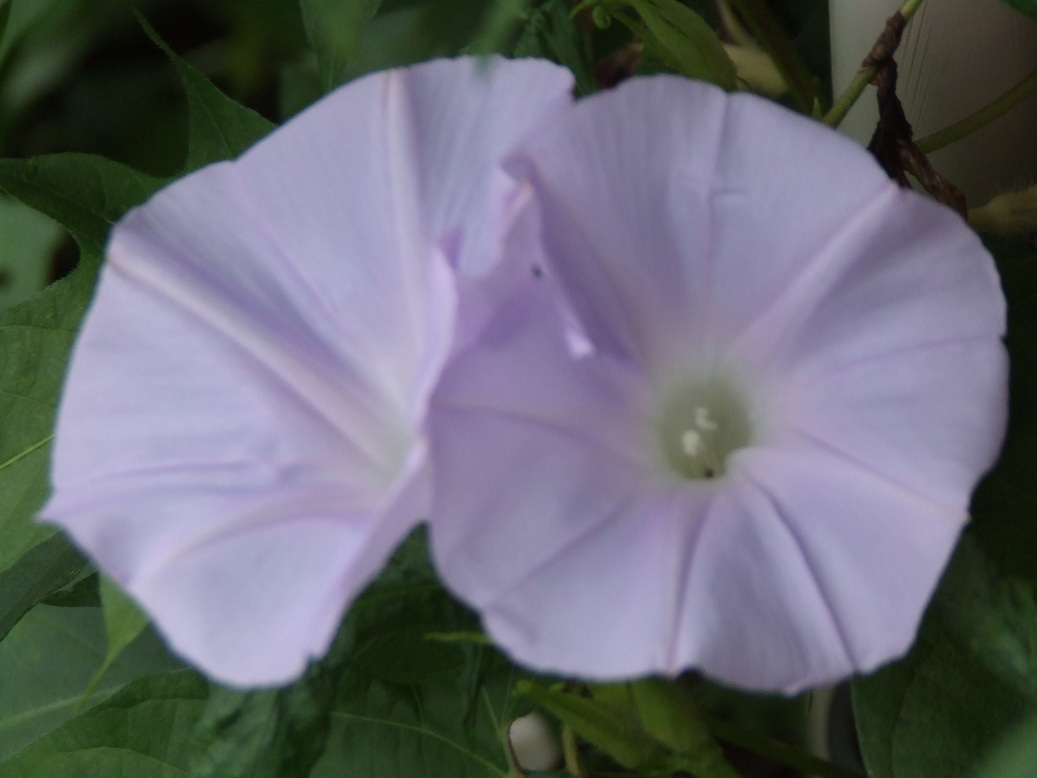 �΂��L�@��z�P�[�u���e���r��