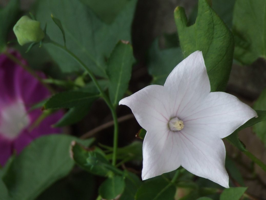 �΂��L�@��z�P�[�u���e���r��