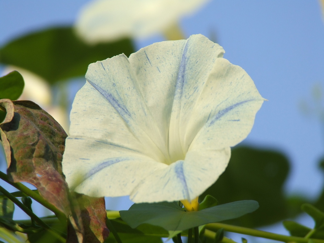 �΂��L�@��z�P�[�u���e���r��