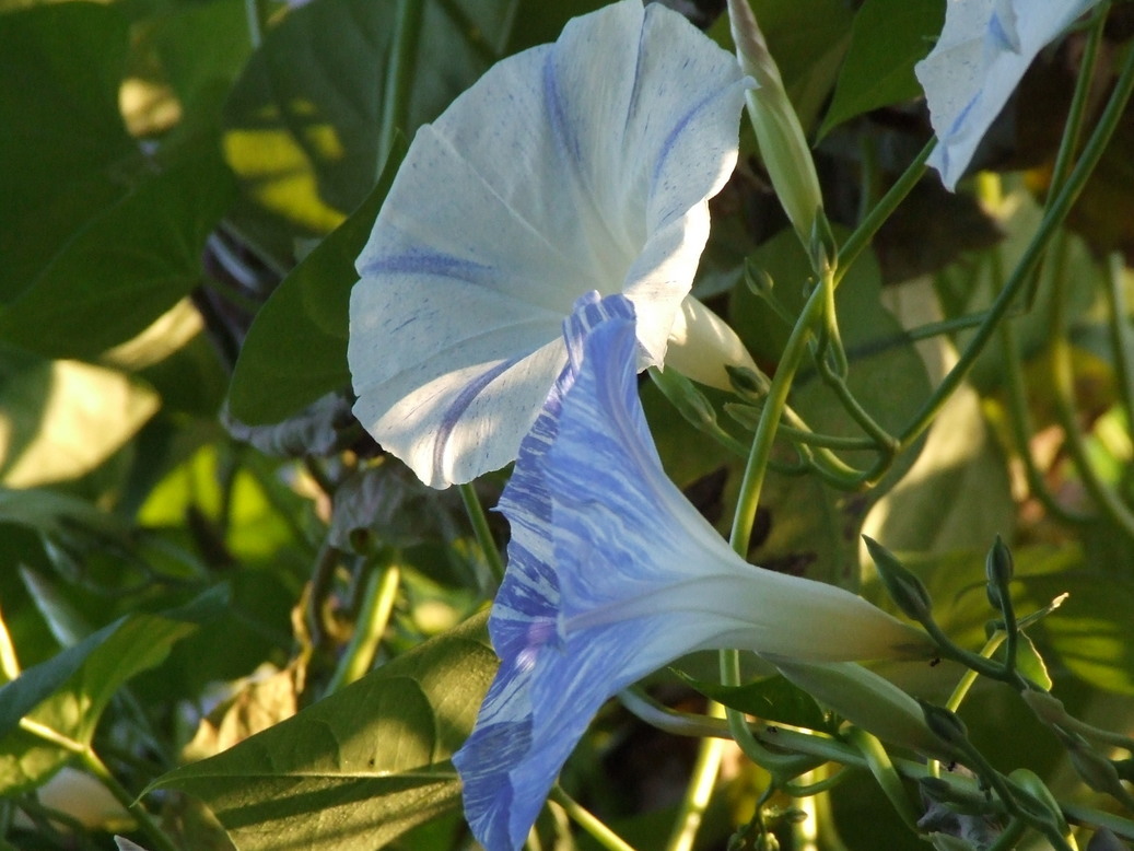 �΂��L�@��z�P�[�u���e���r��