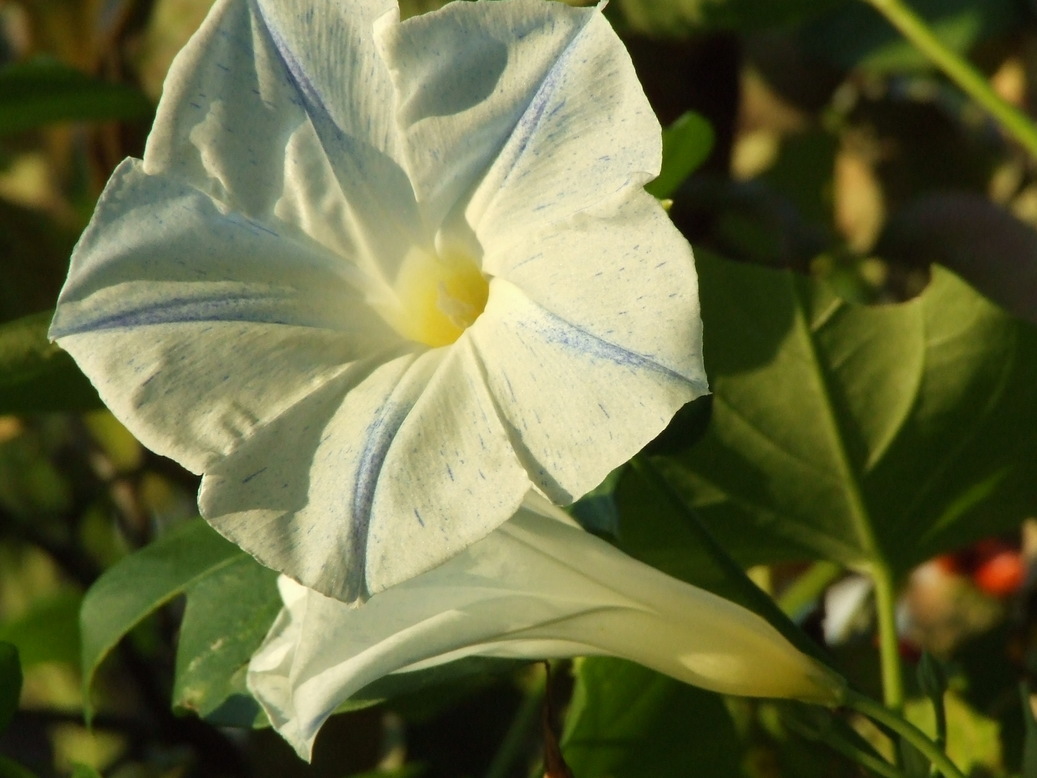 �΂��L�@��z�P�[�u���e���r��