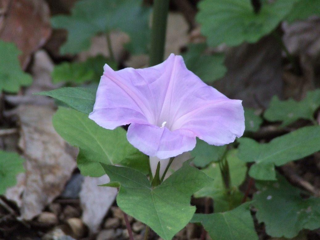 �΂��L�@��z�P�[�u���e���r��