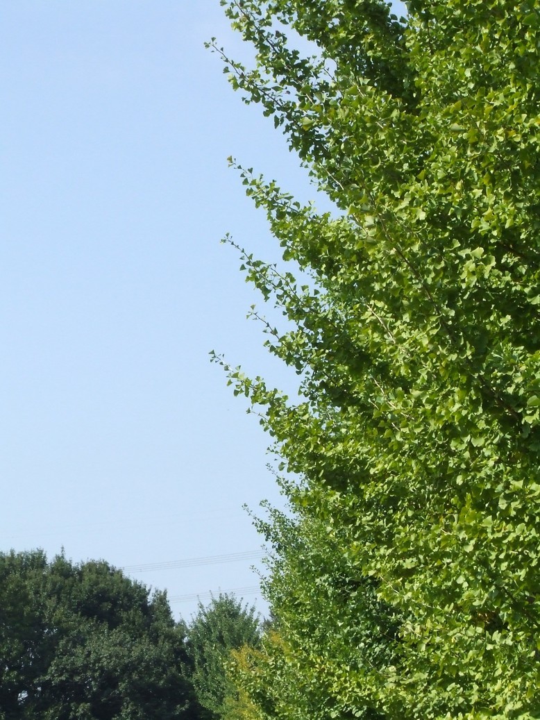 �΂��L�@��z�P�[�u���e���r��