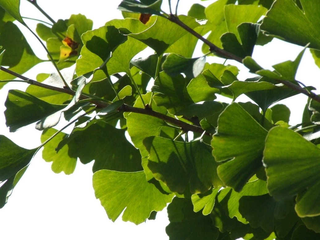 �΂��L�@��z�P�[�u���e���r��