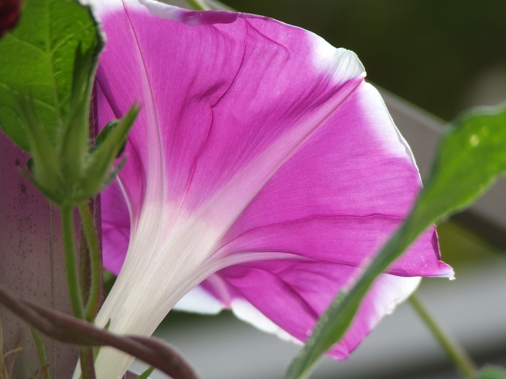 �΂��L�@��z�P�[�u���e���r��