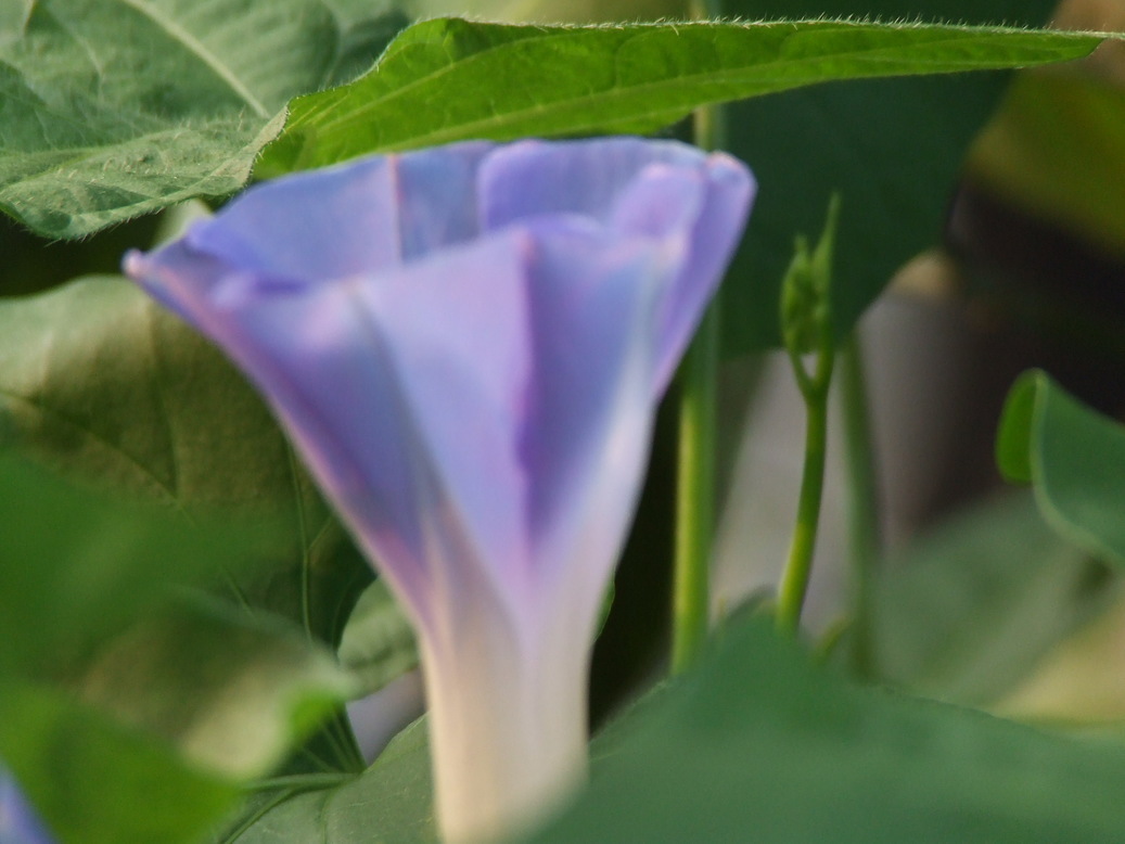 �΂��L�@��z�P�[�u���e���r��