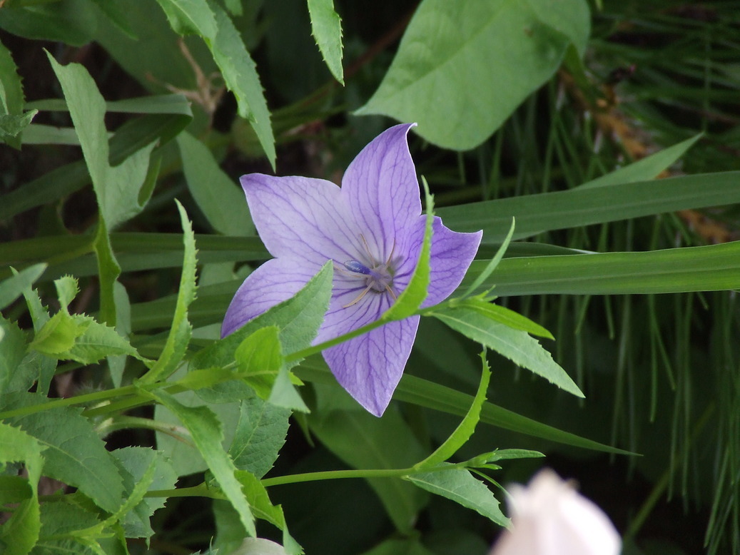 �΂��L�@��z�P�[�u���e���r��