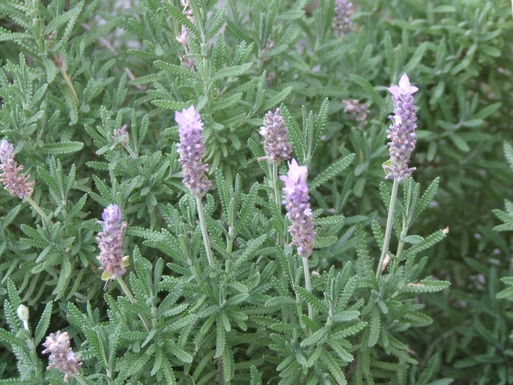 �΂��L�@��z�P�[�u���e���r��