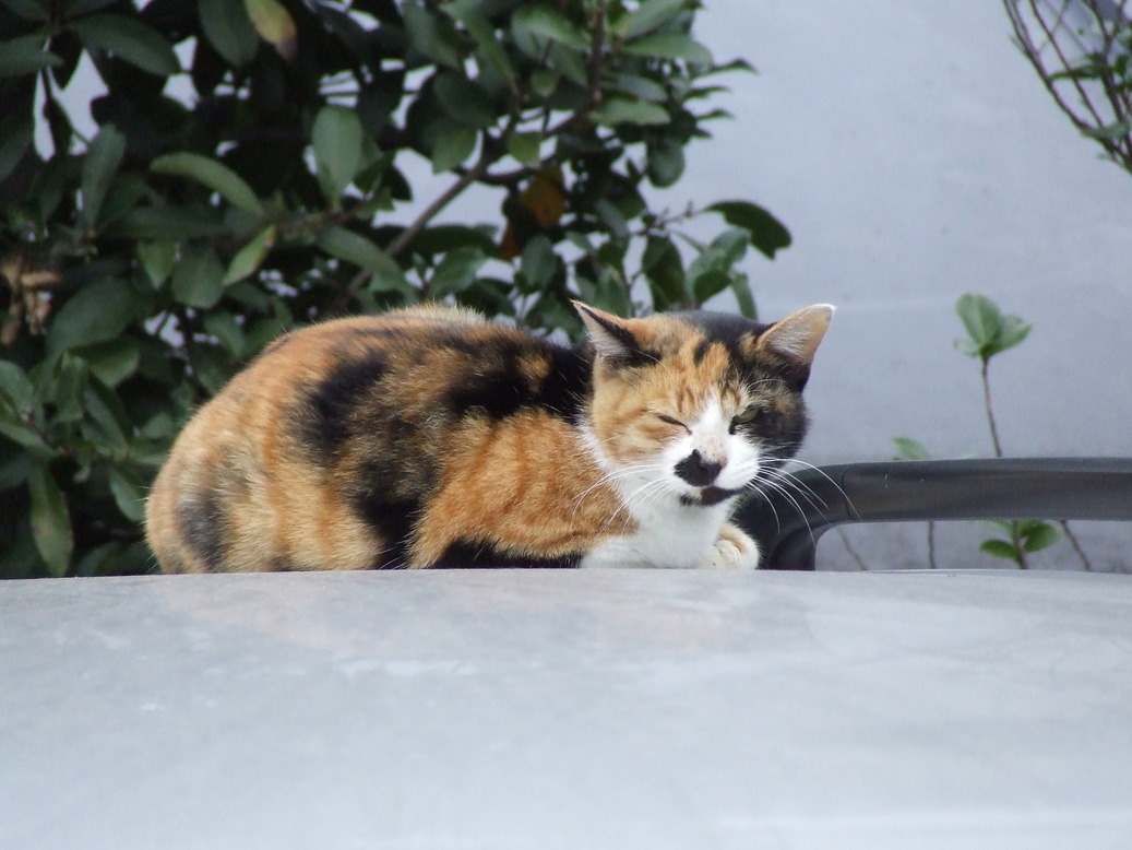 �΂��L�@��z�P�[�u���e���r��