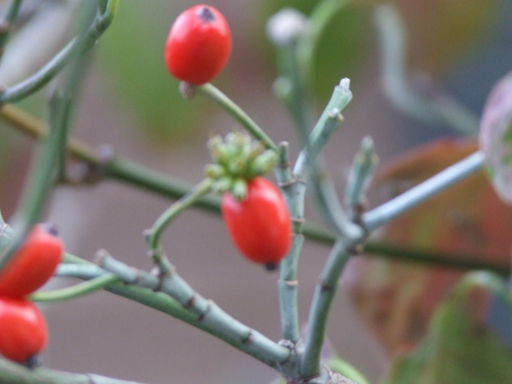 �΂��L�@��z�P�[�u���e���r��