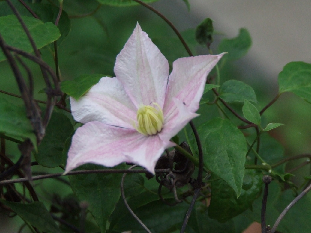 �΂��L�@��z�P�[�u���e���r��