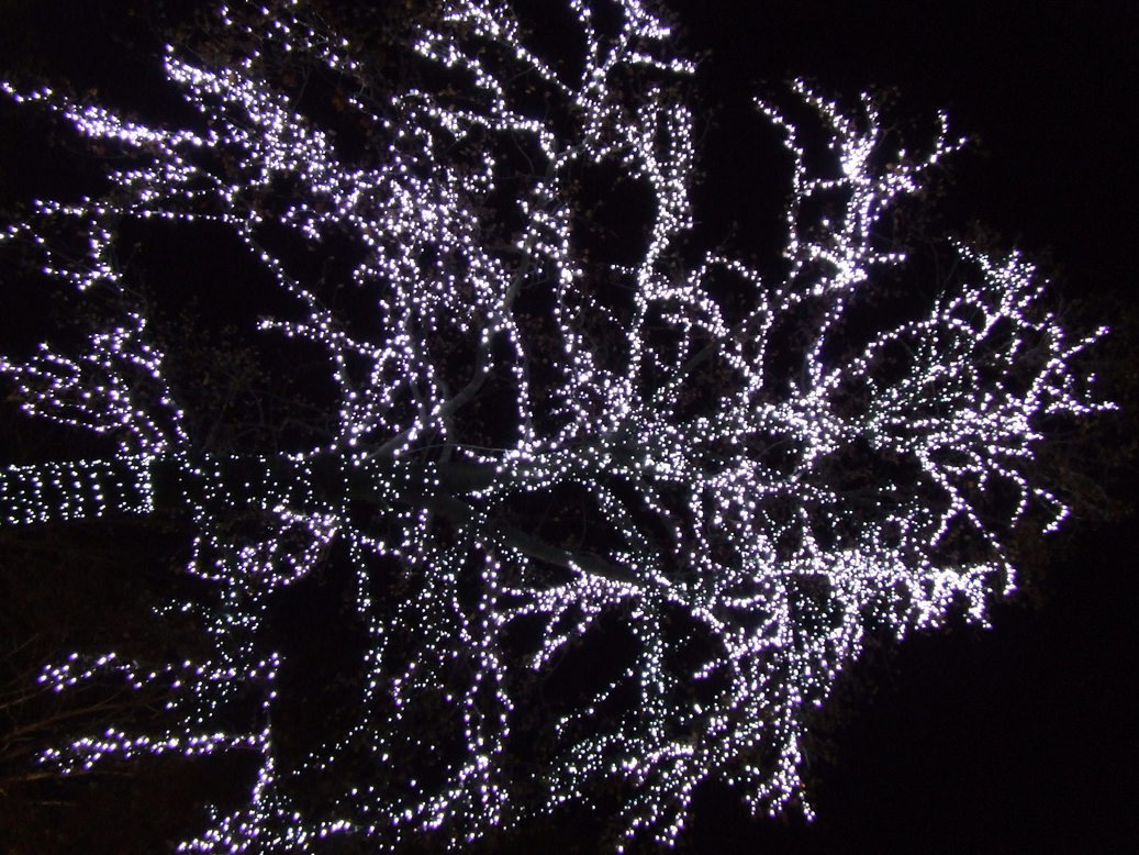 �΂��L�@��z�P�[�u���e���r��