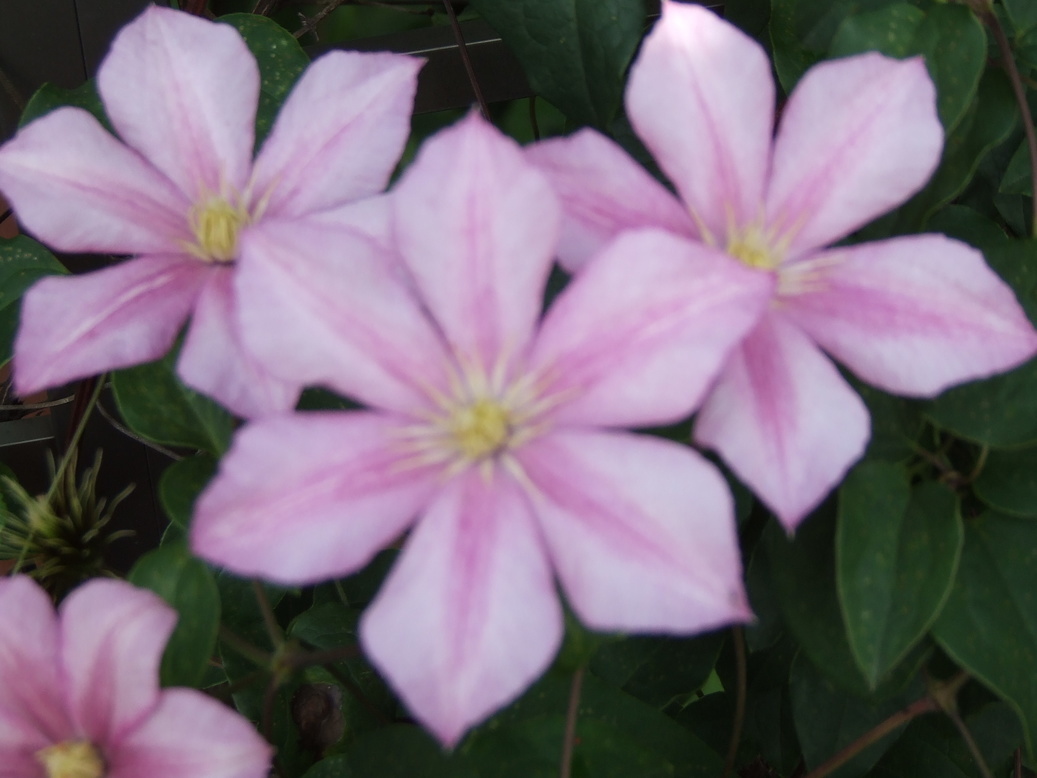 �΂��L�@��z�P�[�u���e���r��