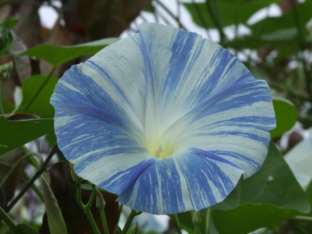 �΂��L�@��z�P�[�u���e���r��