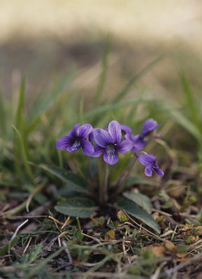 �΂��L�@��z�P�[�u���e���r��