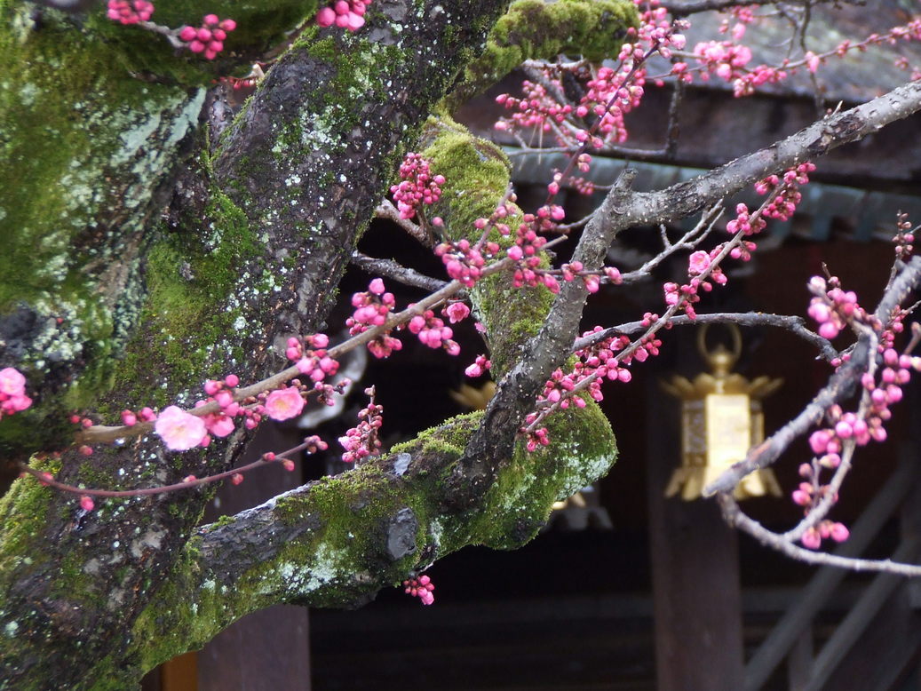 �΂��L�@��z�P�[�u���e���r��