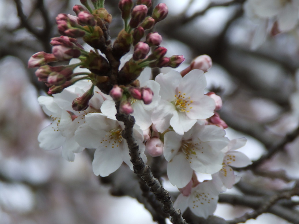 �΂��L�@��z�P�[�u���e���r��