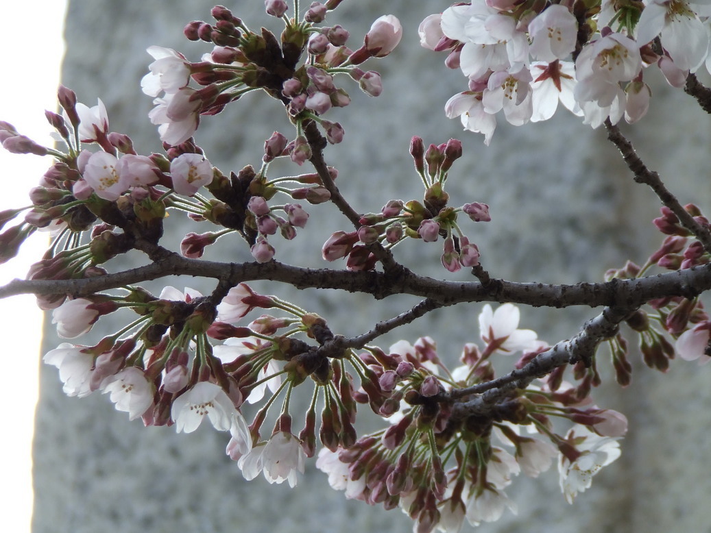 �΂��L�@��z�P�[�u���e���r��