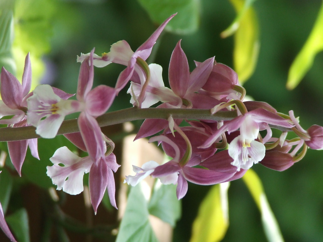 �΂��L�@��z�P�[�u���e���r��