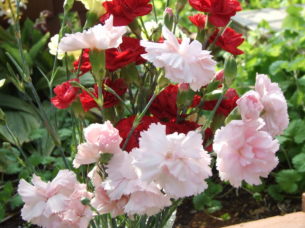 �΂��L�@��z�P�[�u���e���r��