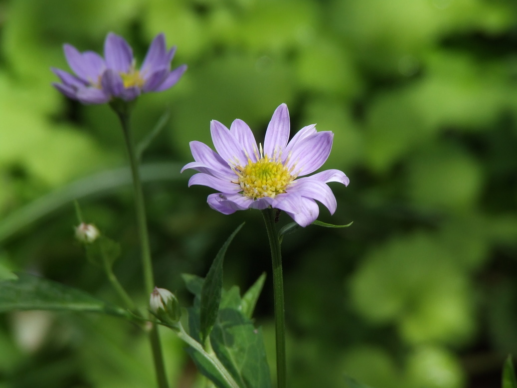 �΂��L�@��z�P�[�u���e���r��