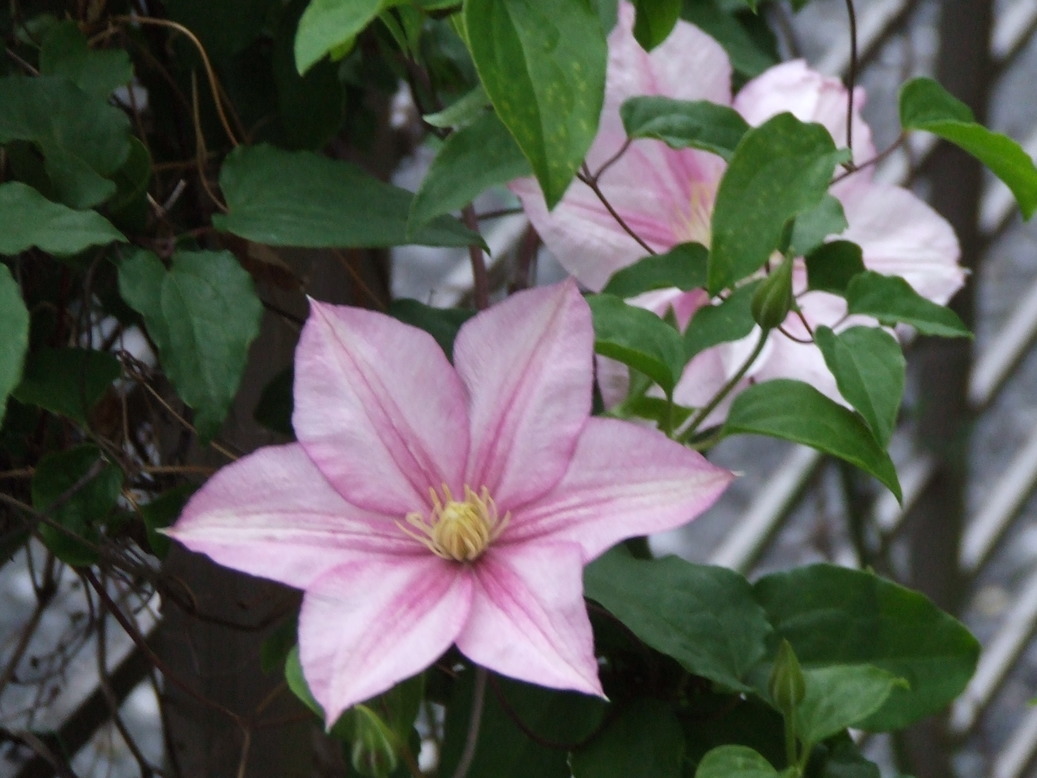 �΂��L�@��z�P�[�u���e���r��